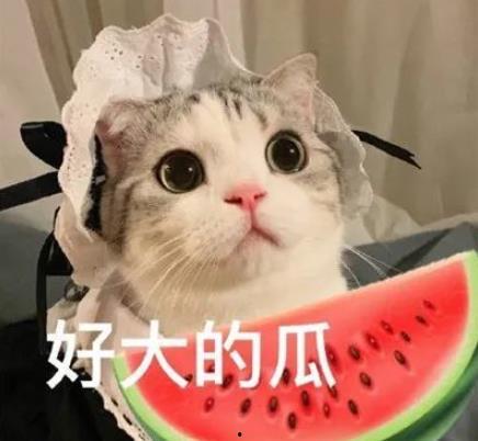 娱乐圈猫猫吃瓜小说